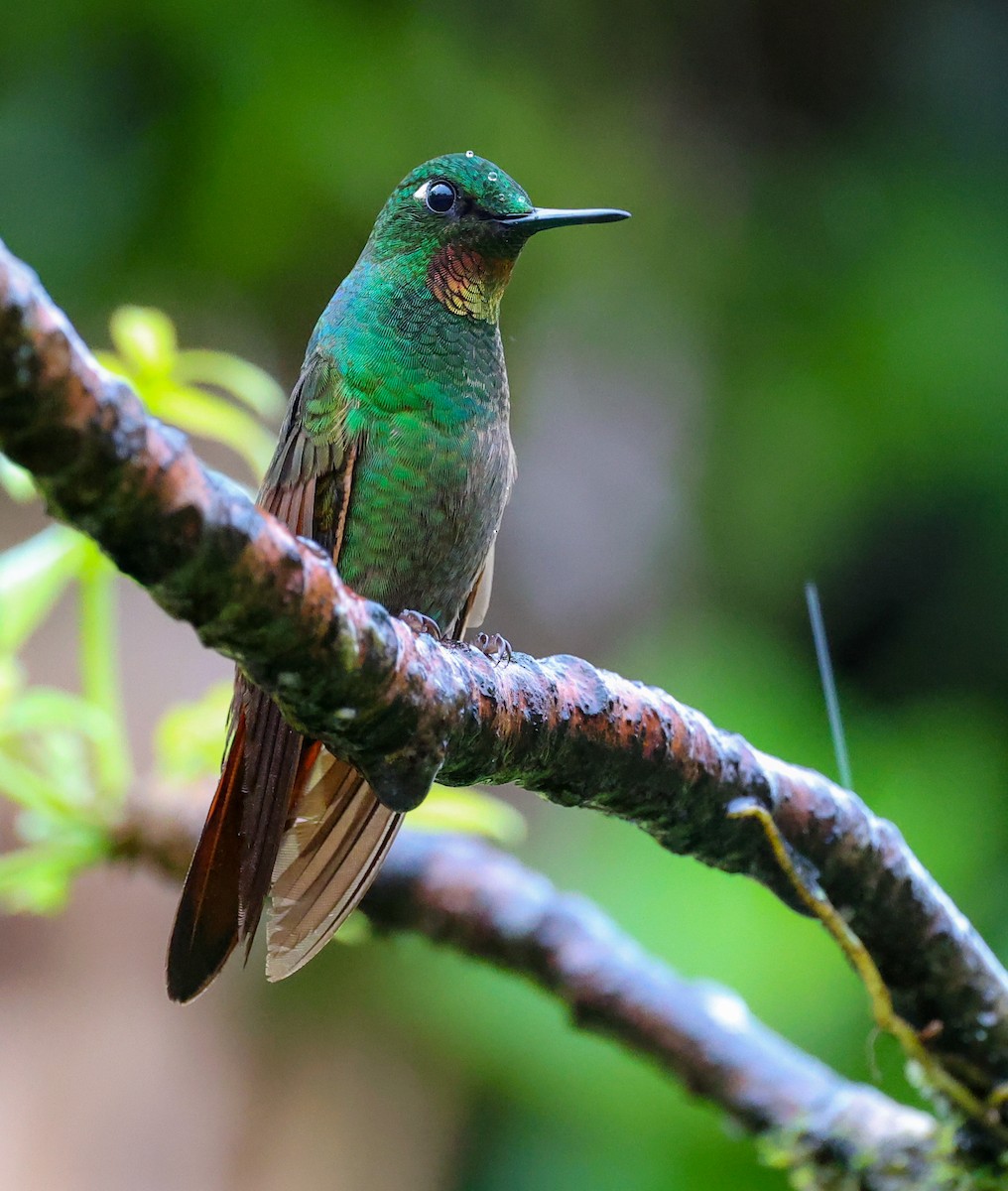 kolibřík brazilský - ML619788587