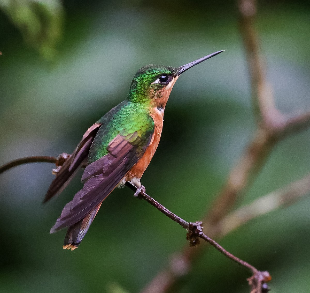 kolibřík brazilský - ML619788588