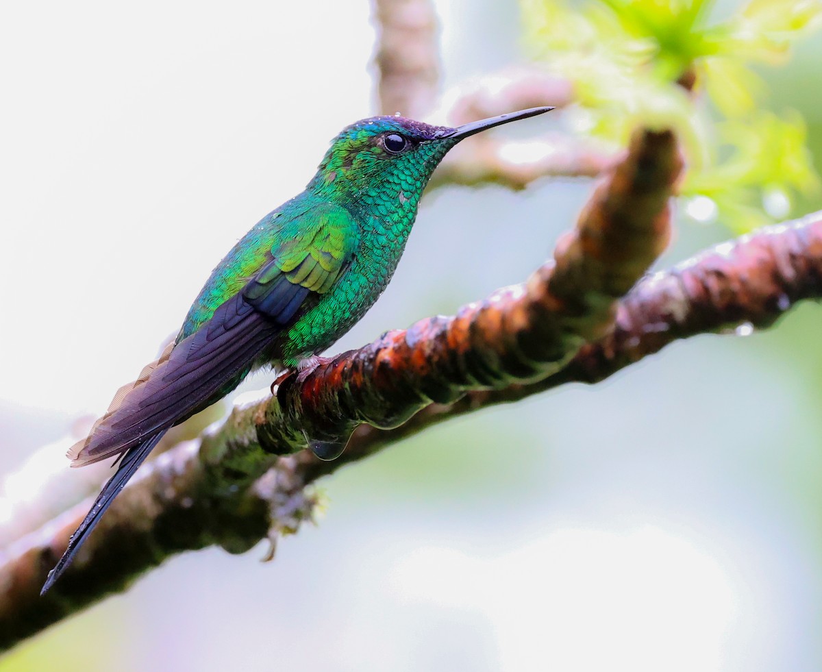 Violet-capped Woodnymph - ML619788596