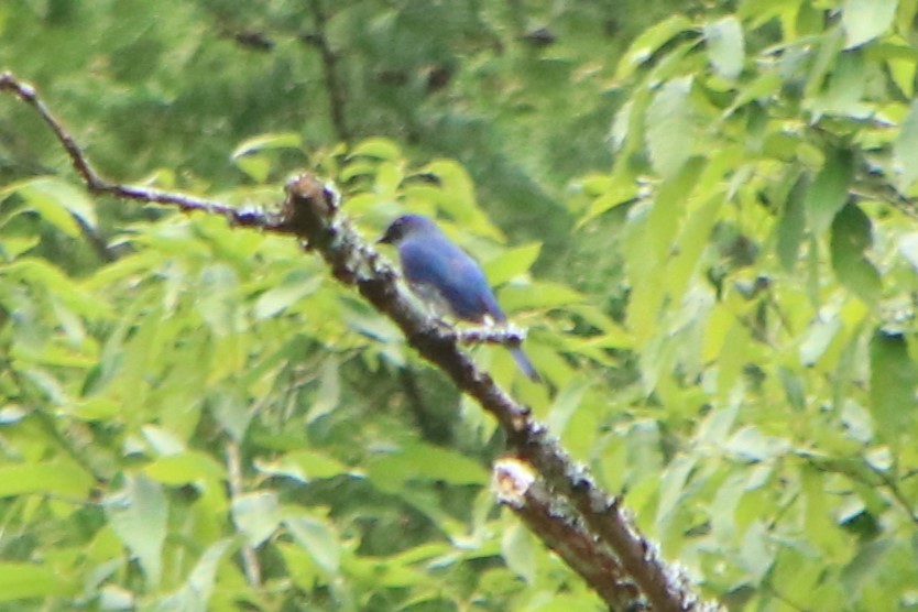 Blue-and-white Flycatcher - ML619788606