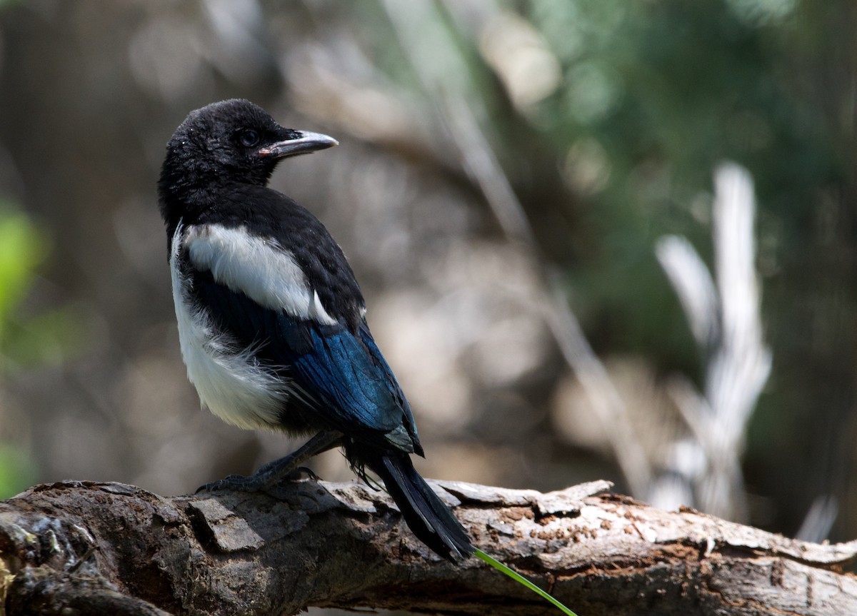 Black-billed Magpie - ML619788608