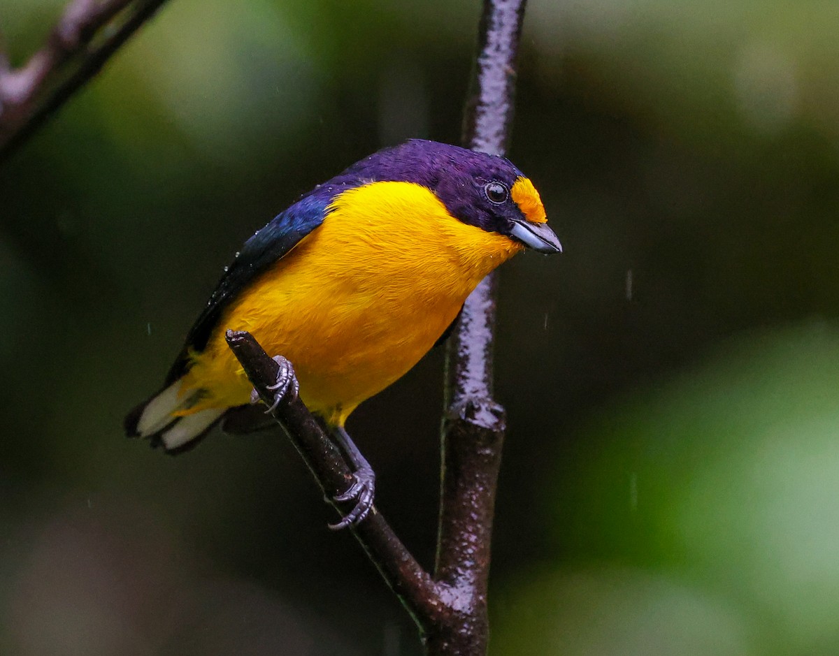 Violaceous Euphonia - ML619788610