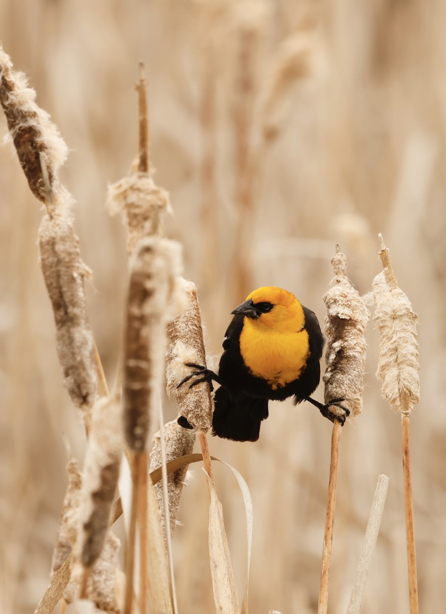 Yellow-headed Blackbird - ML619788616