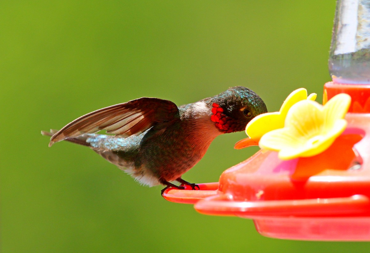 Ruby-throated Hummingbird - ML619788628
