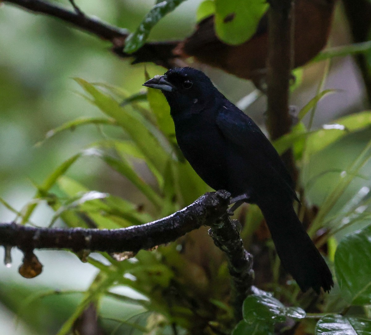 Ruby-crowned Tanager - ML619788641