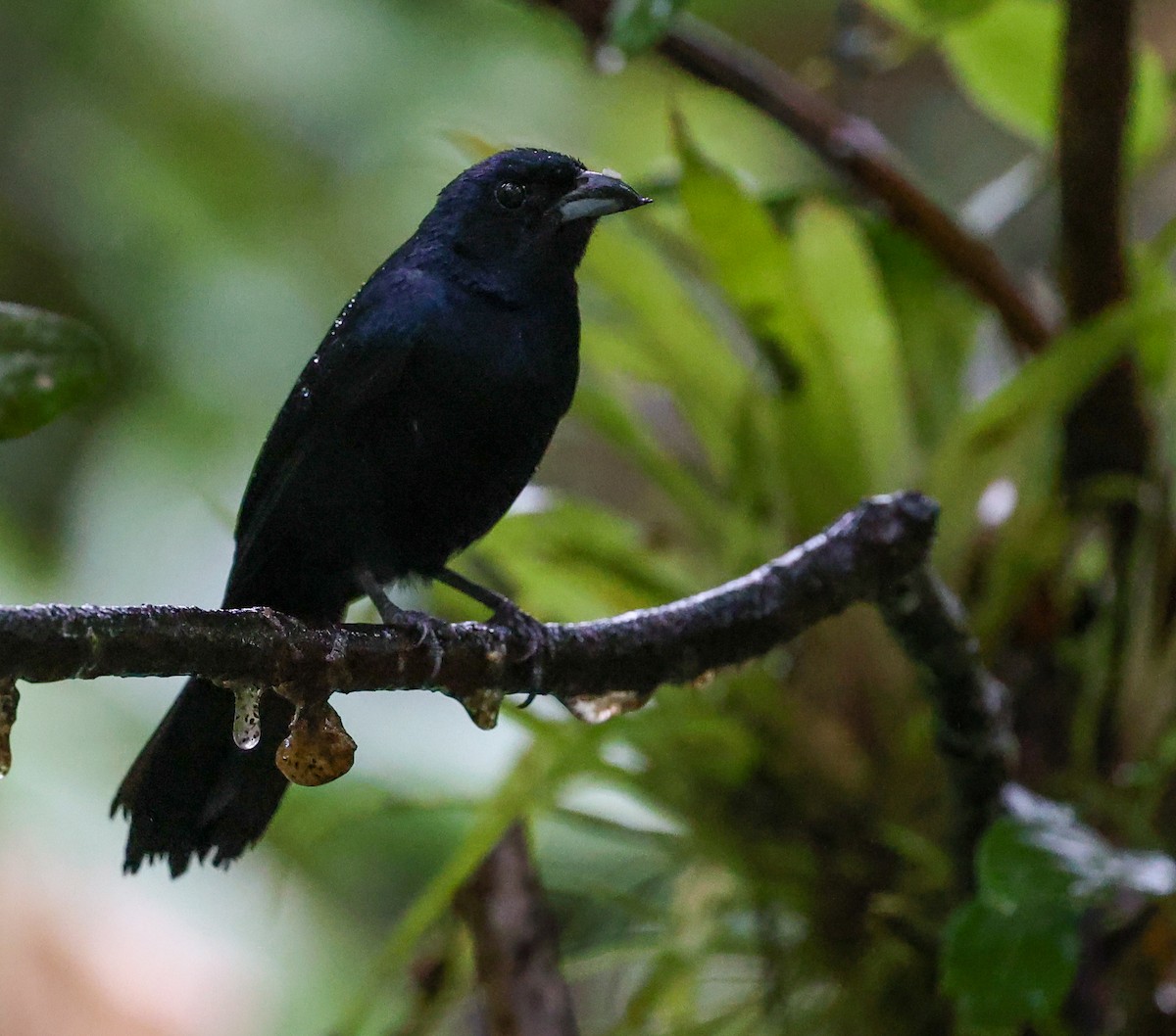 Ruby-crowned Tanager - ML619788642