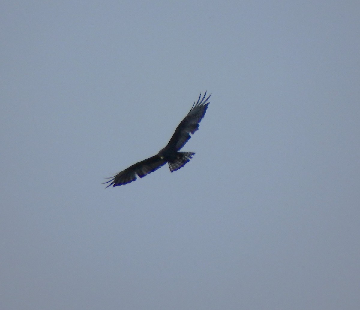 Zone-tailed Hawk - ML619788649