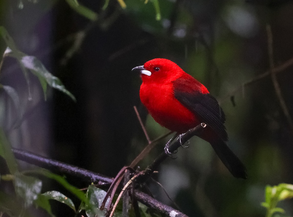 Tangara Brasileña - ML619788656