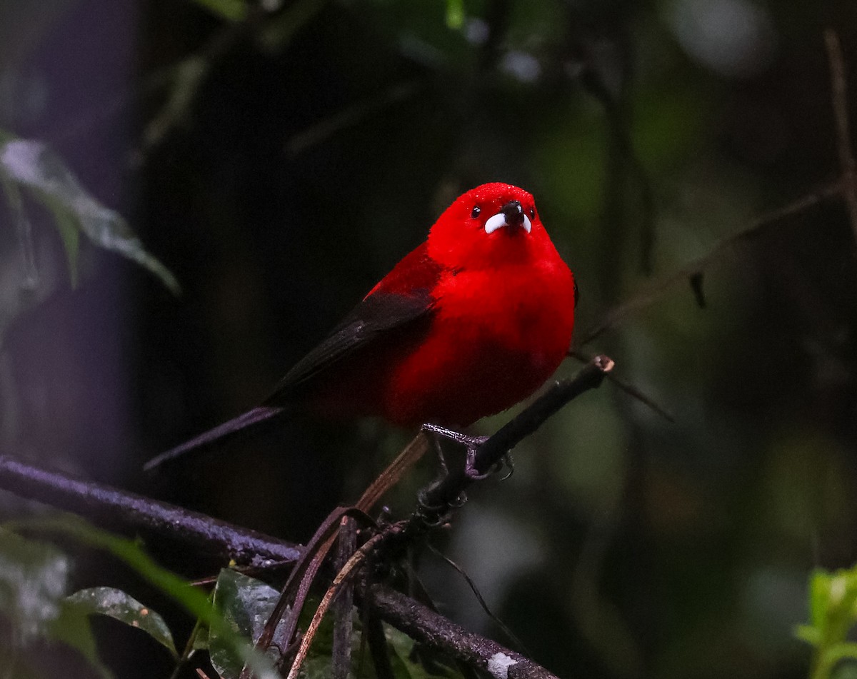 Brazilian Tanager - ML619788657