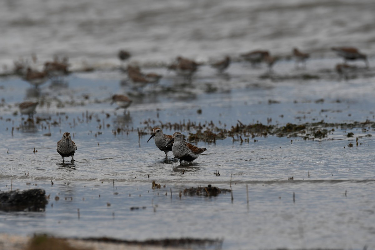 Dunlin - Karine Scott