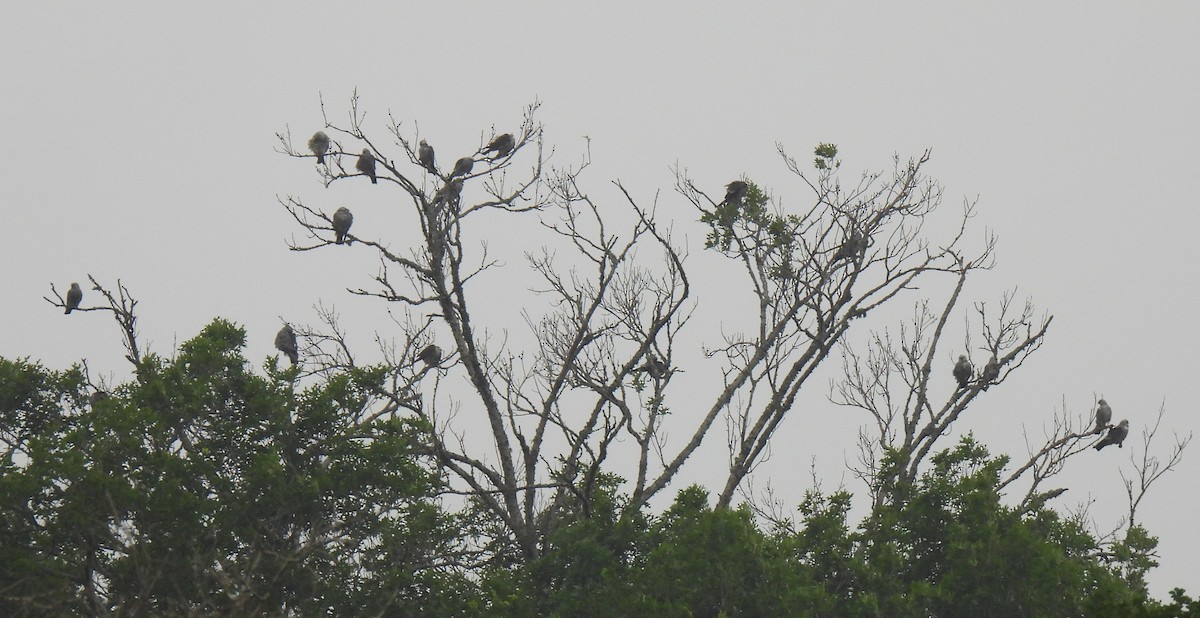 Mississippi Kite - ML619788680