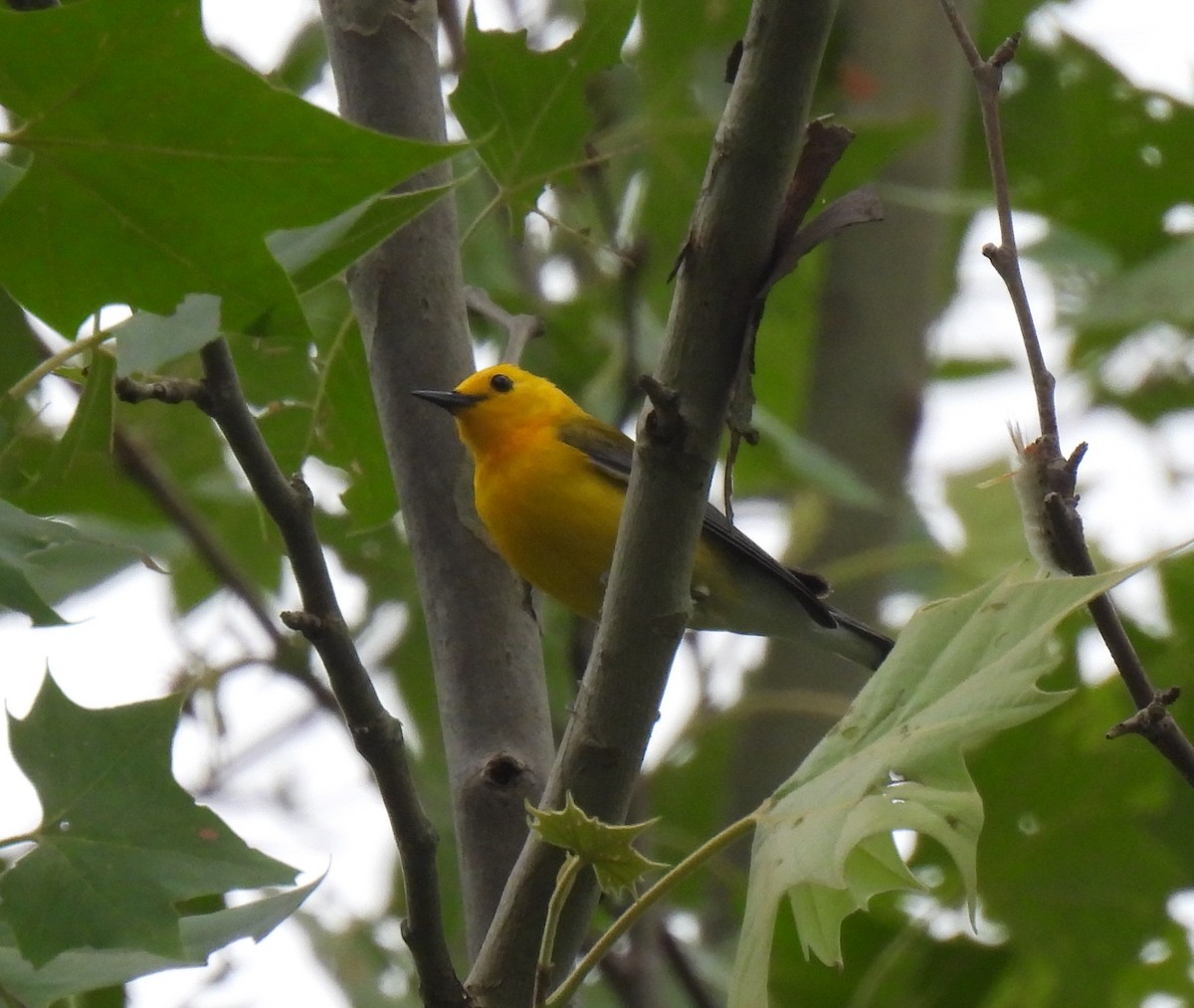 Prothonotary Warbler - ML619788687