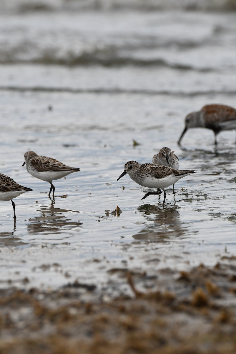 Semipalmated Sandpiper - ML619788726