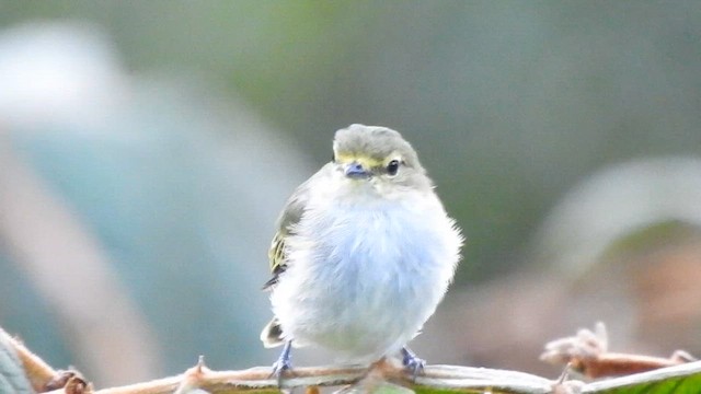 Golden-faced Tyrannulet - ML619788728