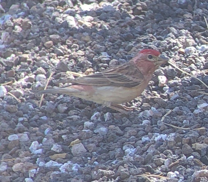 Cassin's Finch - ML619788735