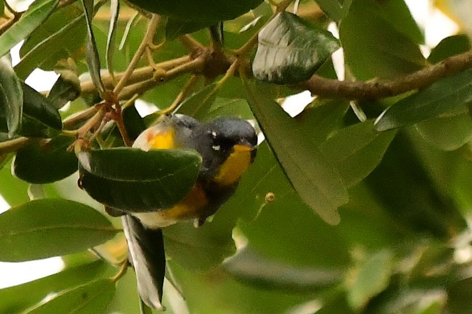 Parula Norteña - ML619788736