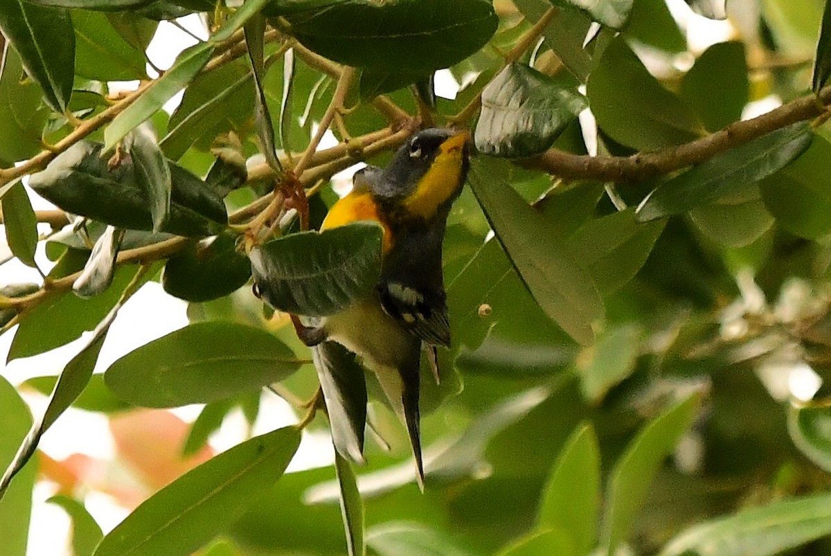 Northern Parula - Marc Bachman