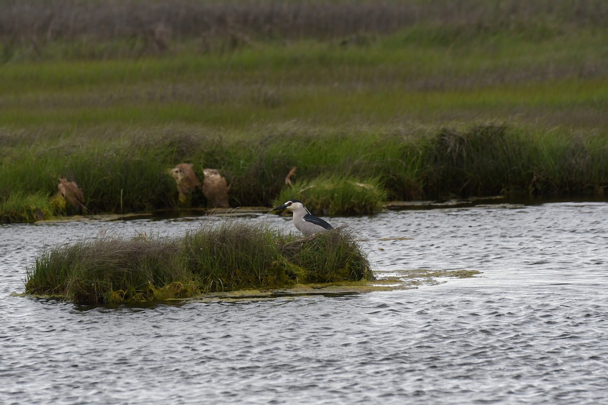 Black-crowned Night Heron - ML619788800