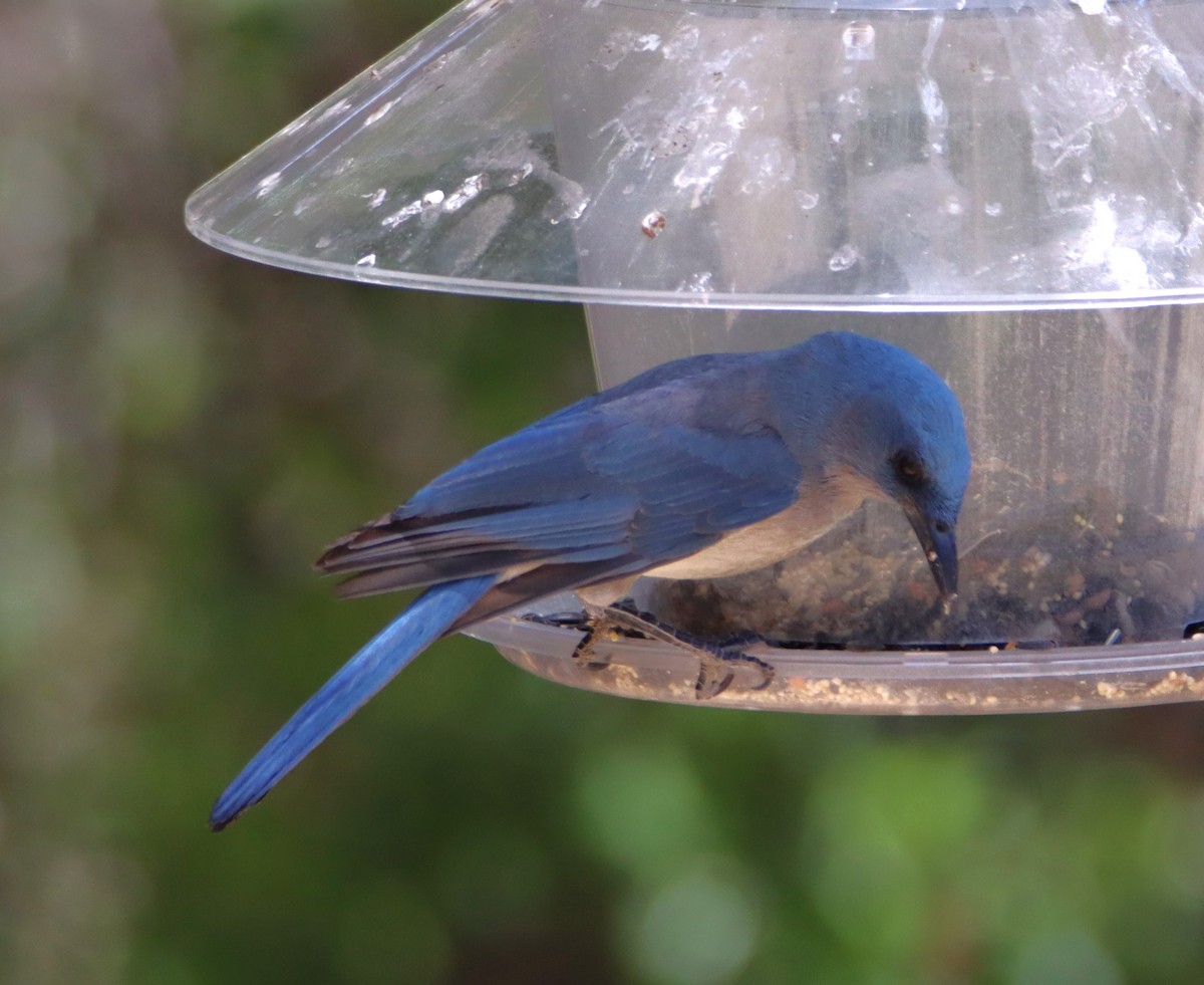 Mexican Jay (Arizona) - ML619788806