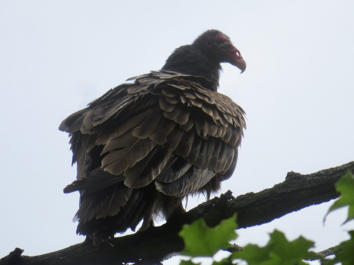 Turkey Vulture - ML619788816