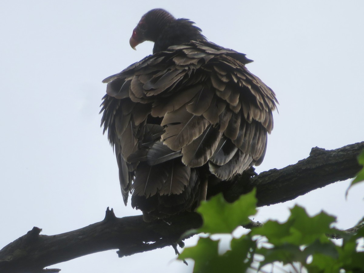 Turkey Vulture - ML619788817