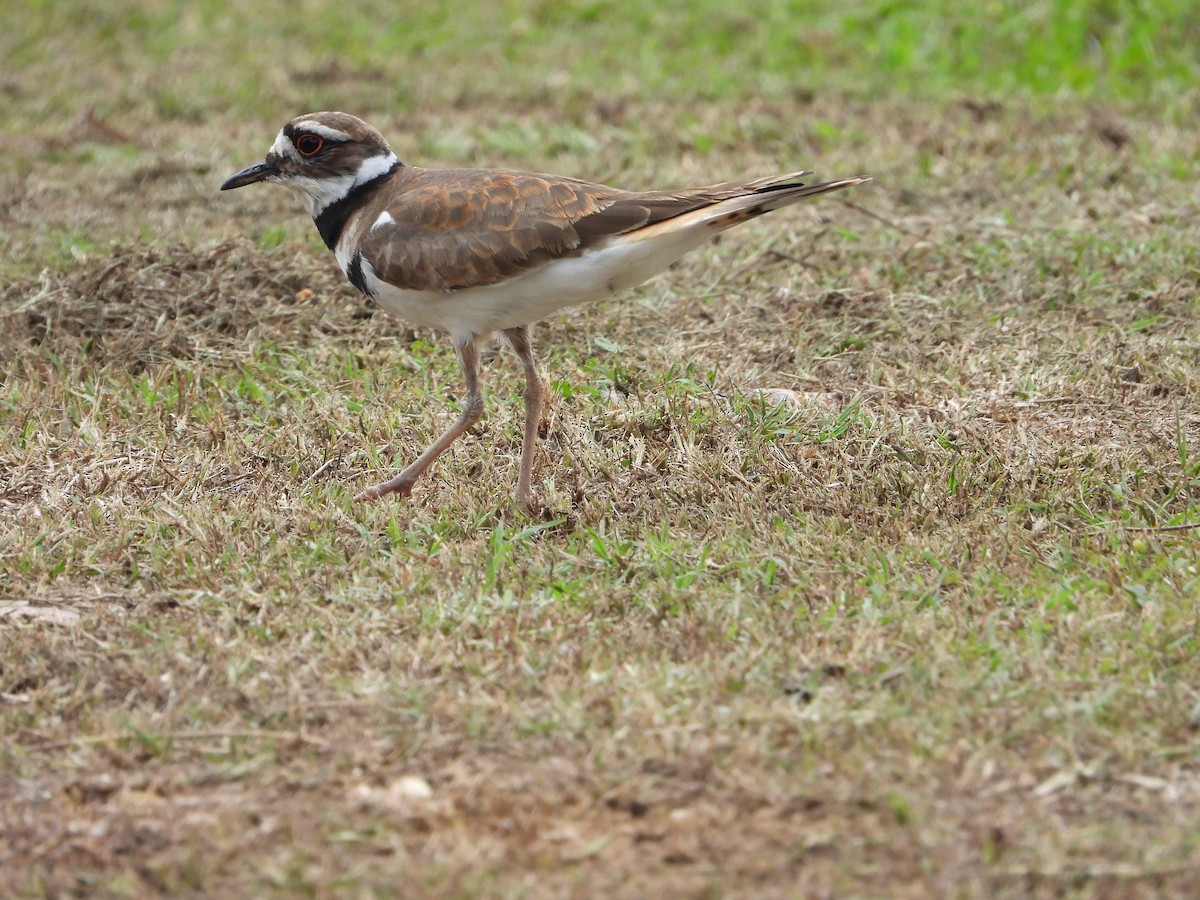 Killdeer - ML619788823