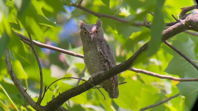 Eastern Screech-Owl (Northern) - ML619788833