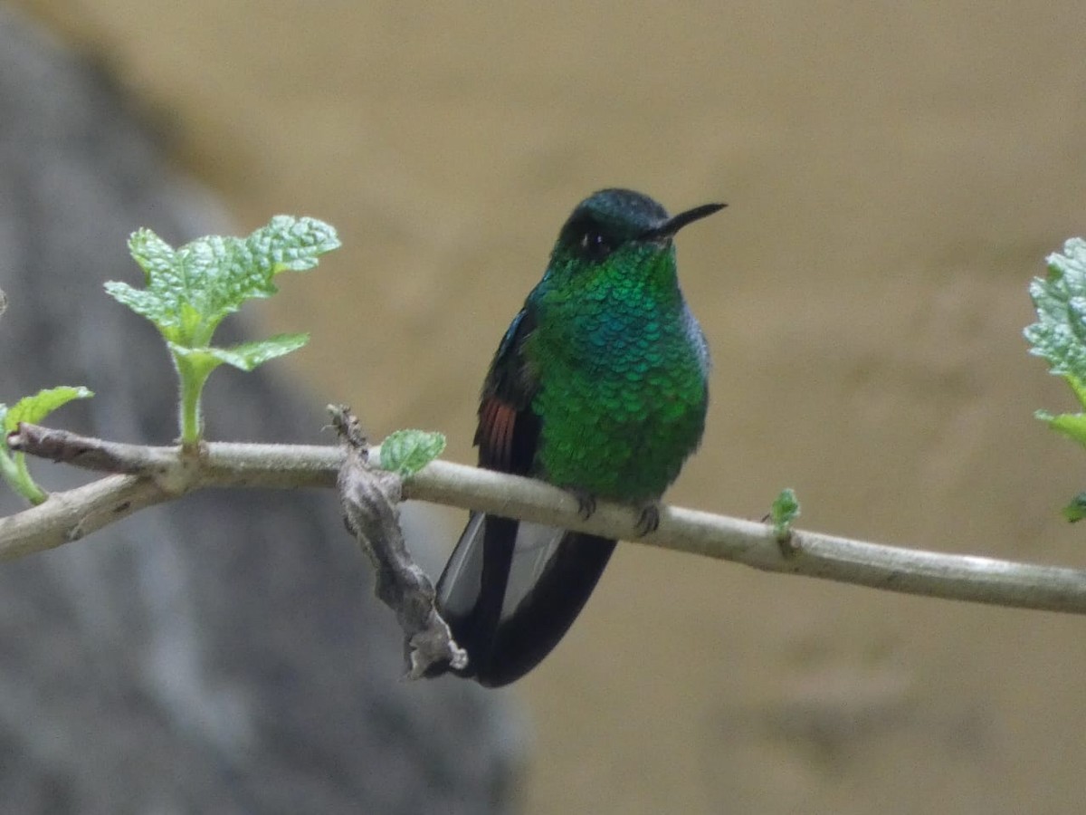 kolibřík páskoocasý - ML619788839