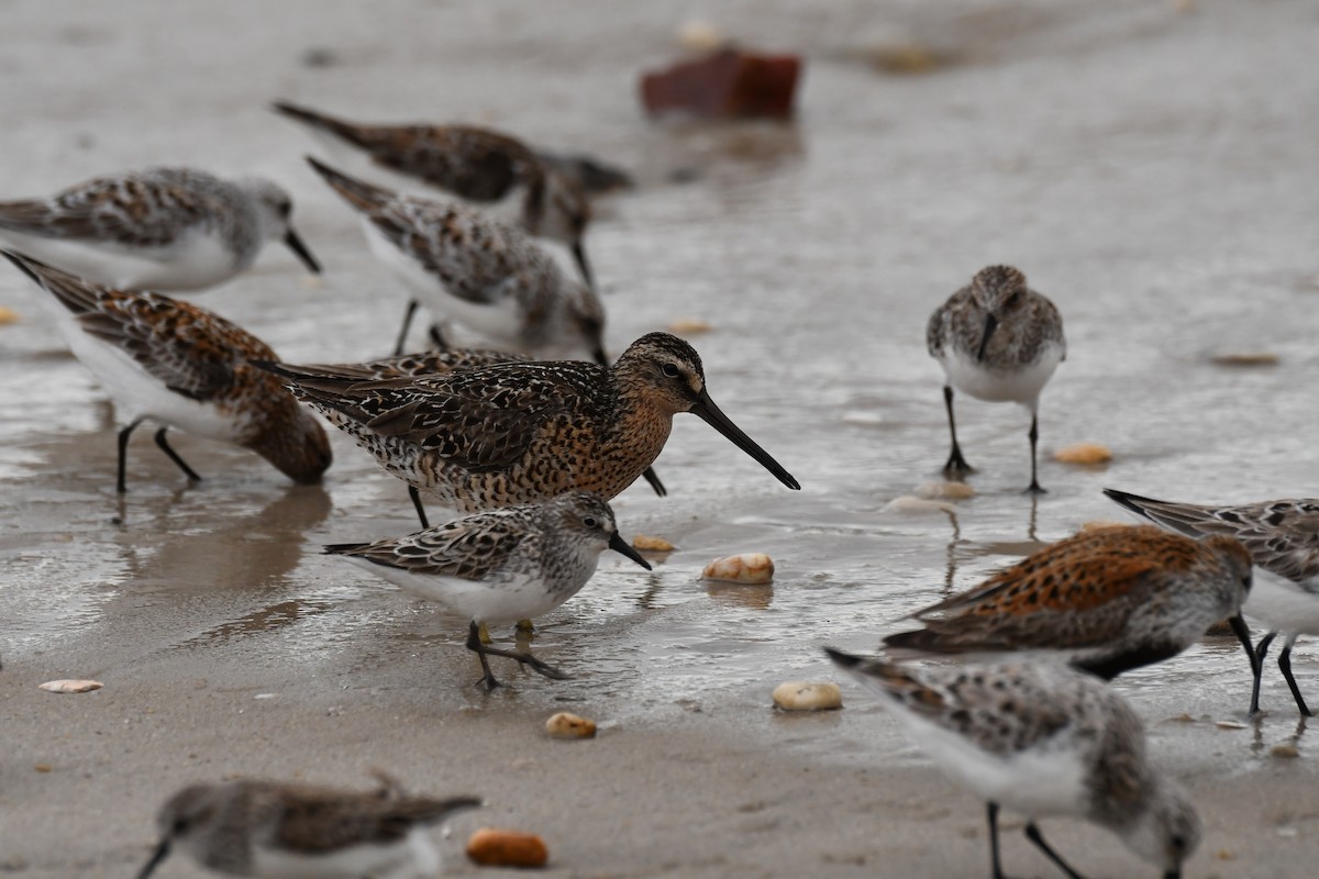 Short-billed Dowitcher - ML619788844