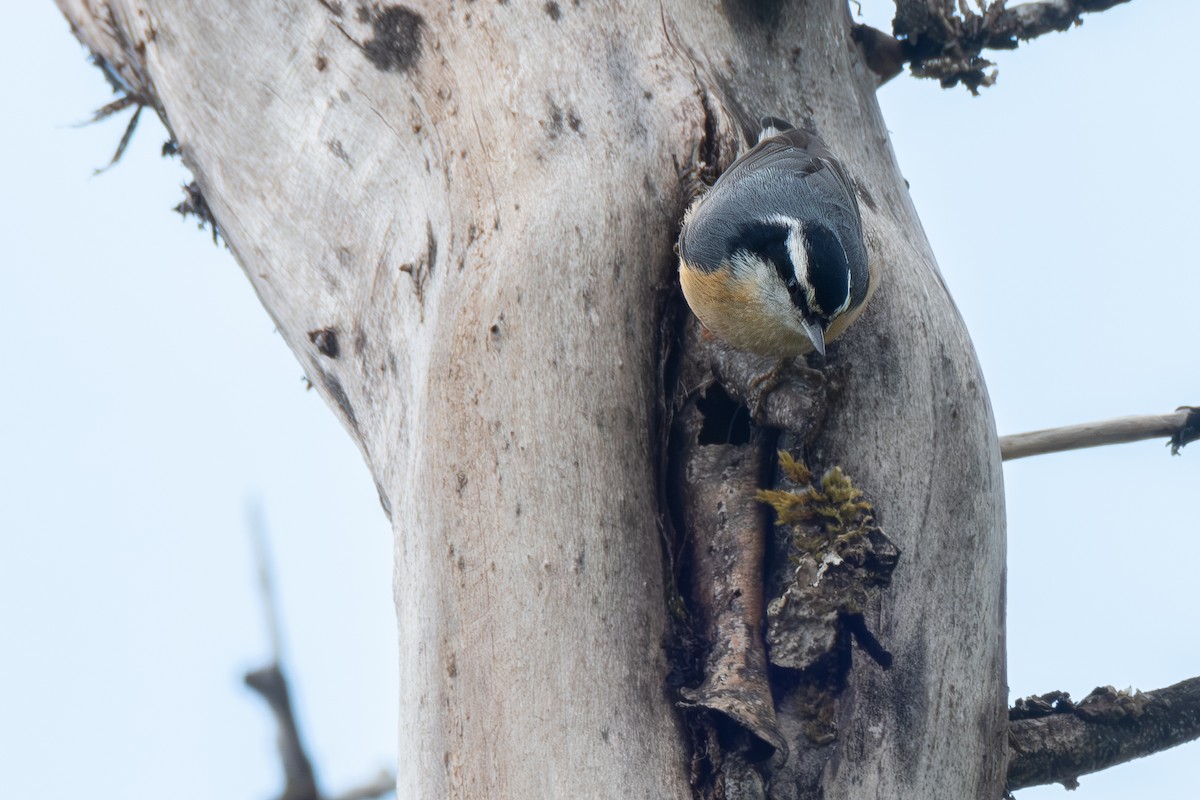 Red-breasted Nuthatch - ML619788860