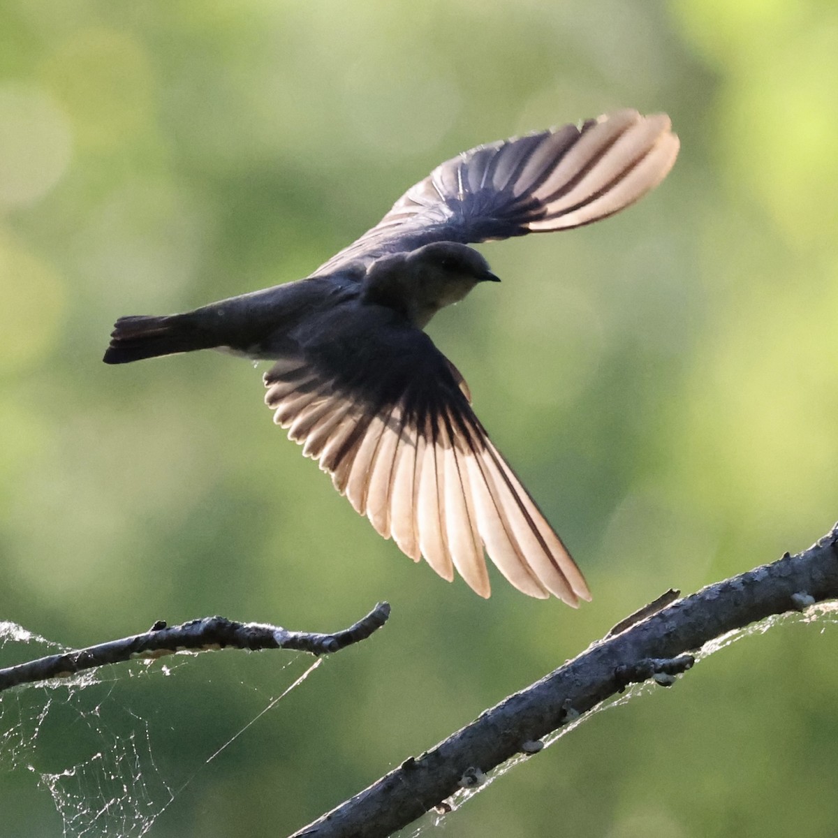Northern Rough-winged Swallow - ML619788864