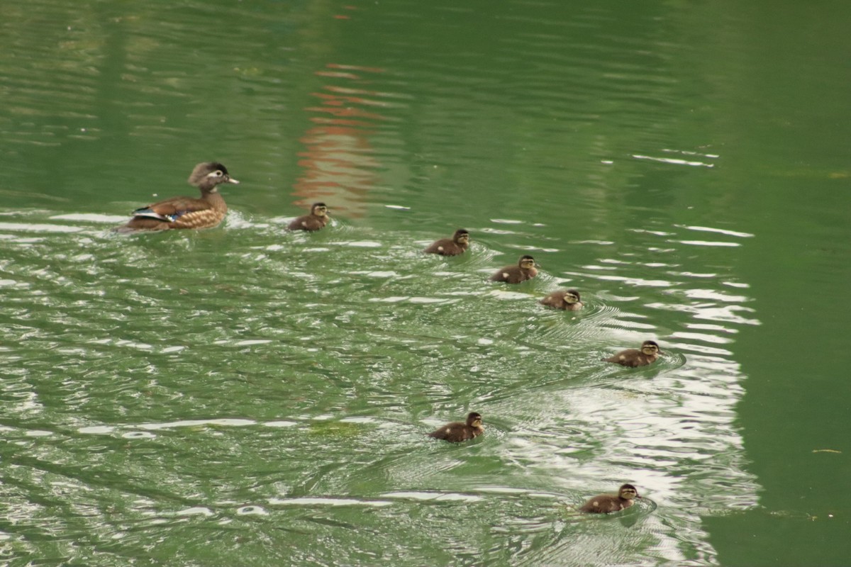 Blue-winged Teal - ML619788897