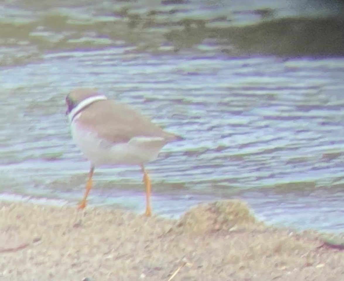 Semipalmated Plover - ML619788905