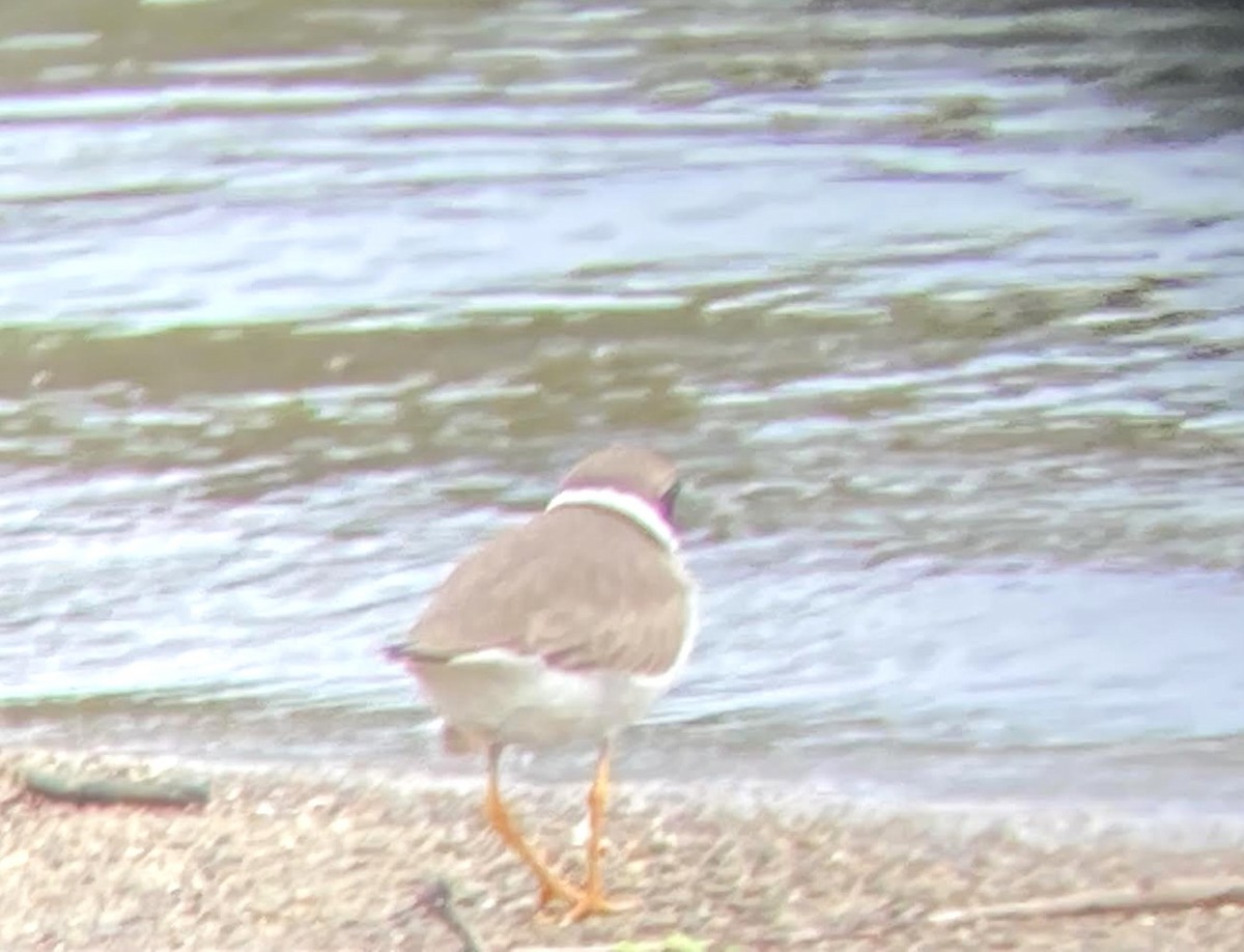 Semipalmated Plover - ML619788906