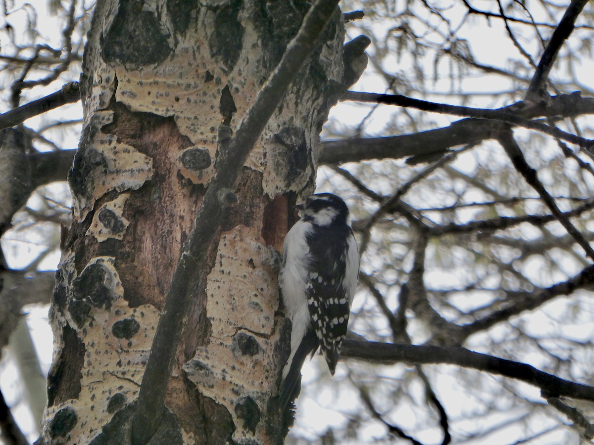 Downy Woodpecker - ML619788914