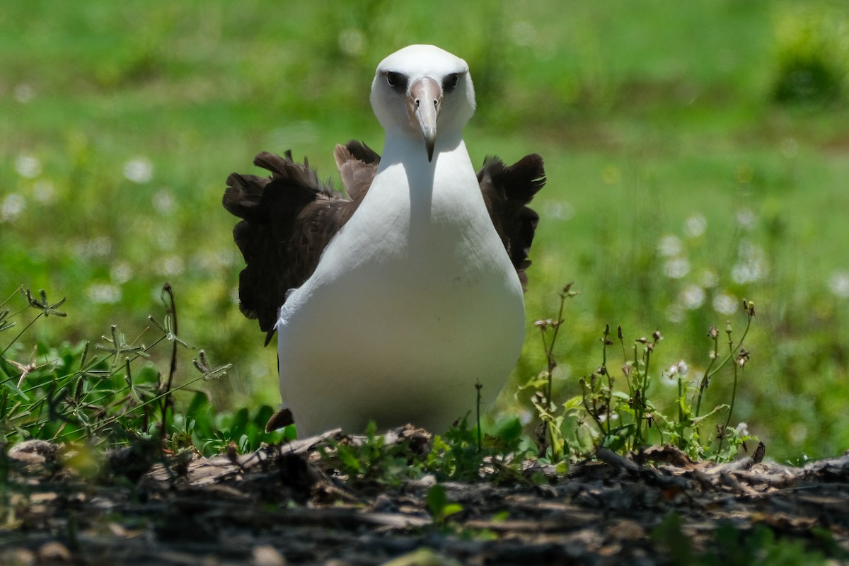 albatros laysanský - ML619788919