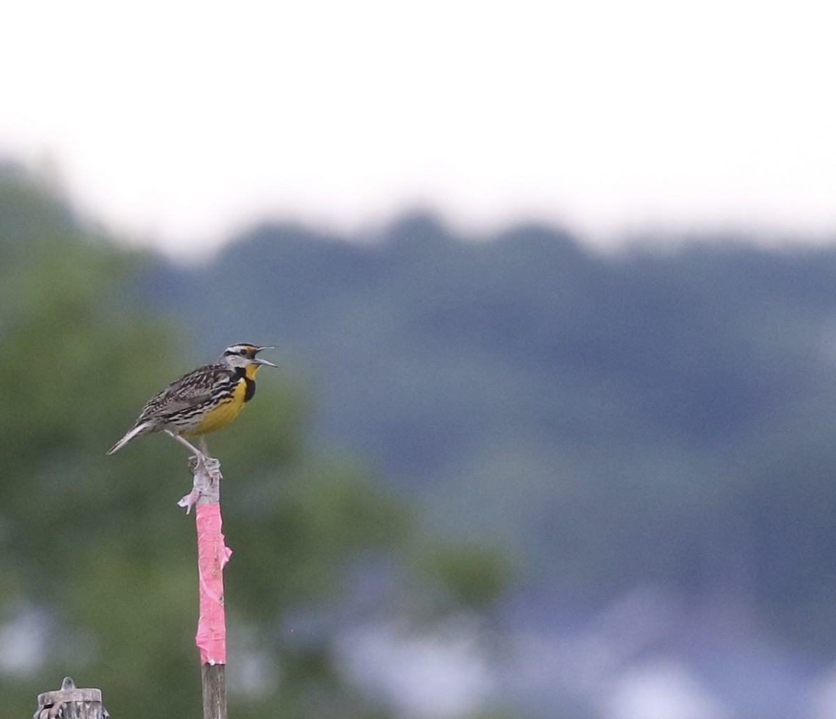 Eastern Meadowlark - ML619788923