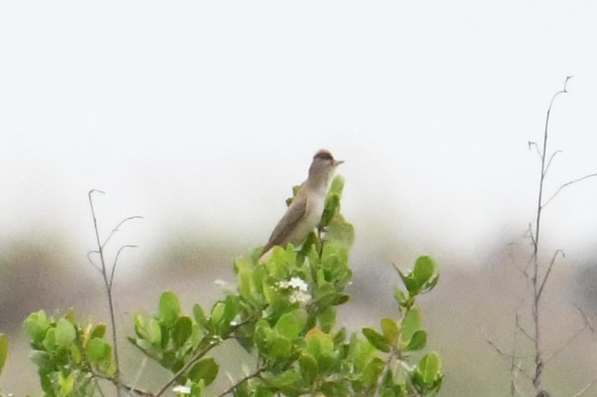 Oriental Reed Warbler - ML619788950