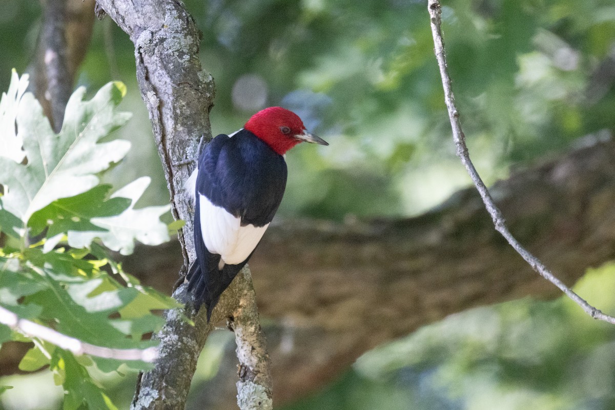 Red-headed Woodpecker - ML619788979