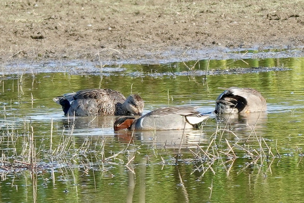 Gadwall - ML619788982