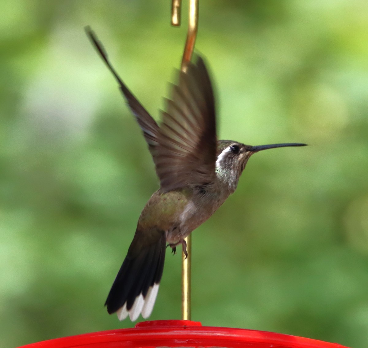 kolibřík blankytohrdlý - ML619788986