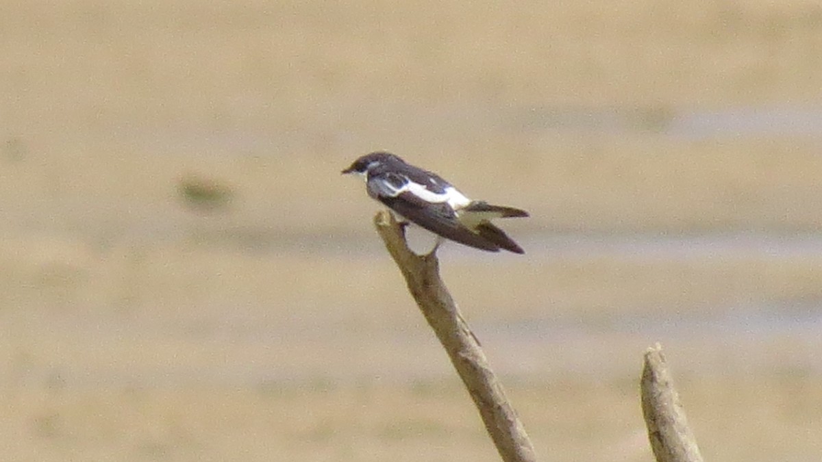 White-winged Swallow - ML619789001