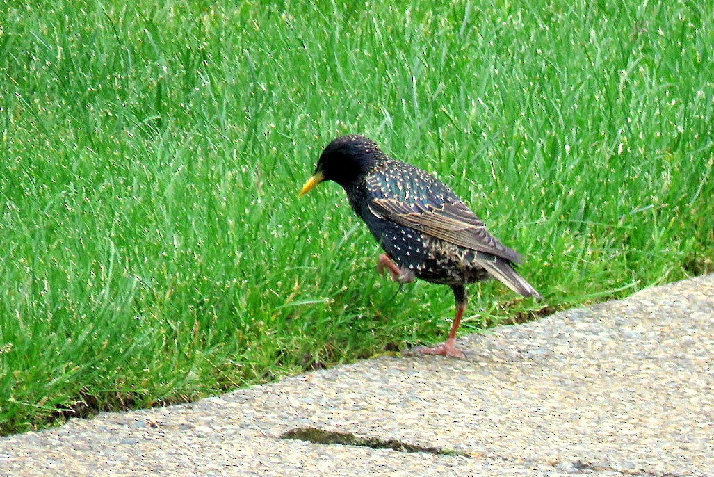 European Starling - ML619789015