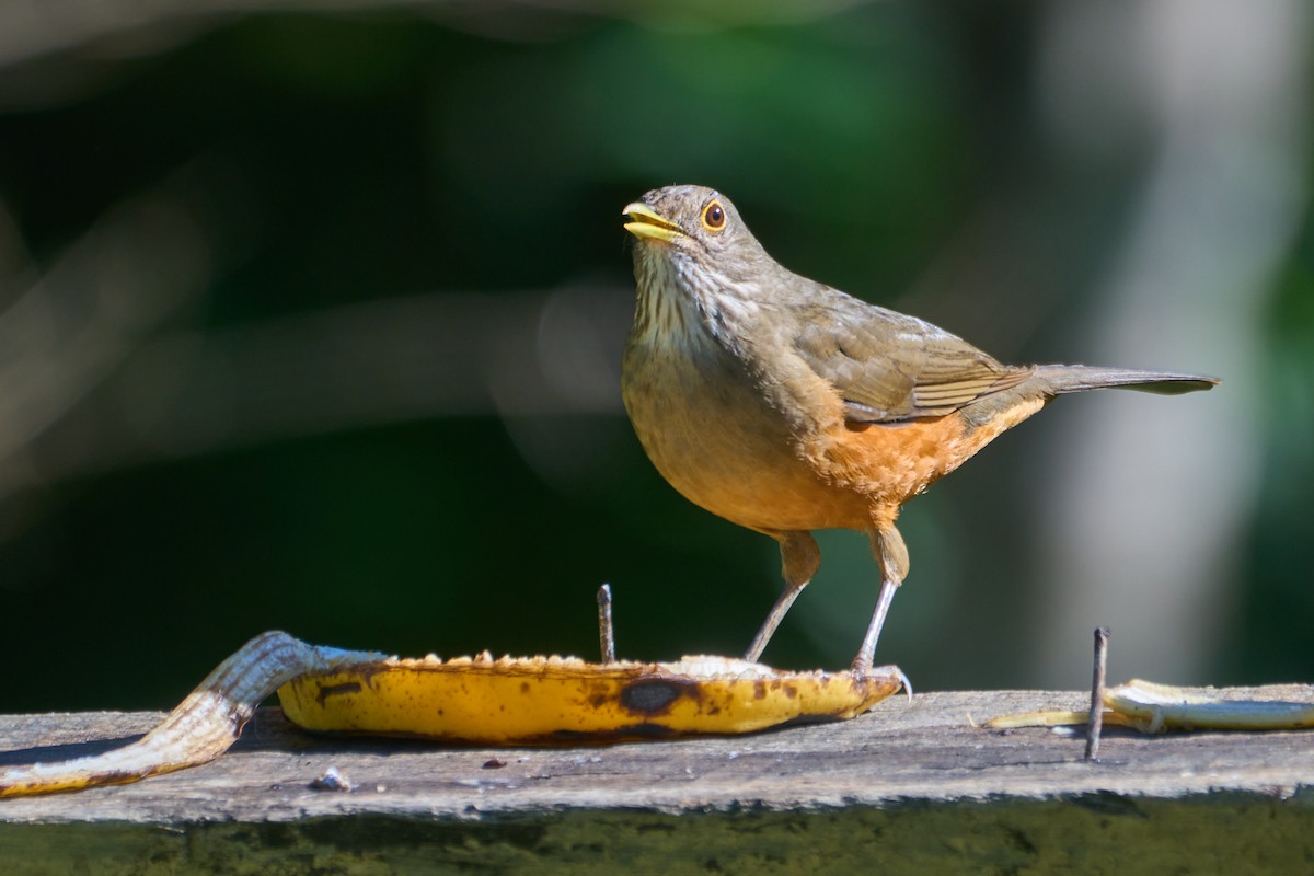 Rufous-bellied Thrush - ML619789016