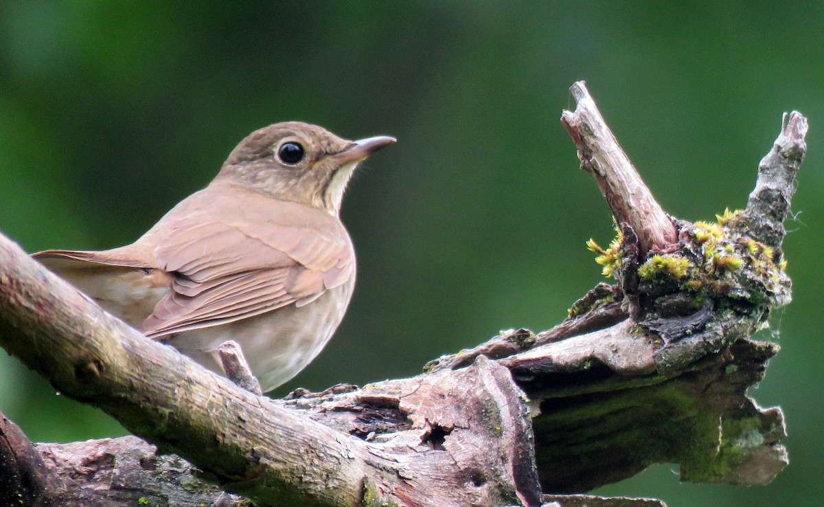 Swainson's Thrush - ML619789019