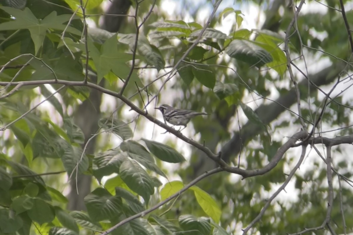 Yellow-throated Warbler - ML619789026