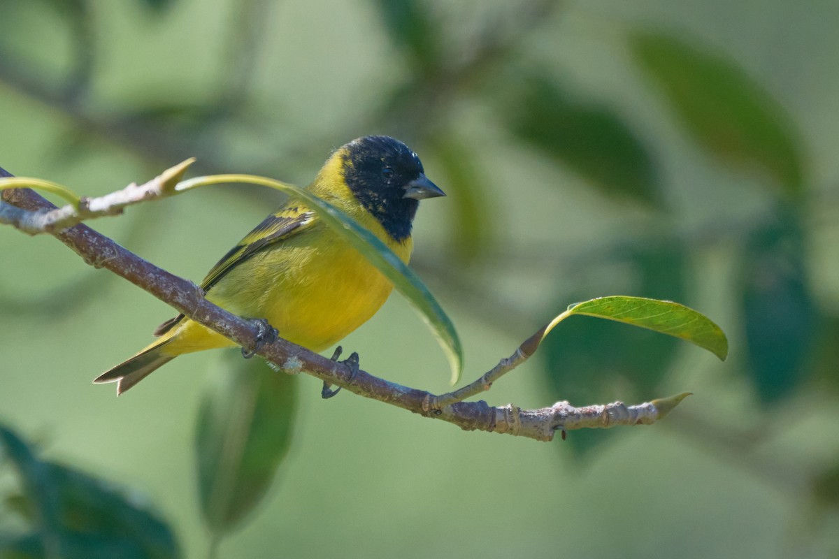 Hooded Siskin - ML619789035