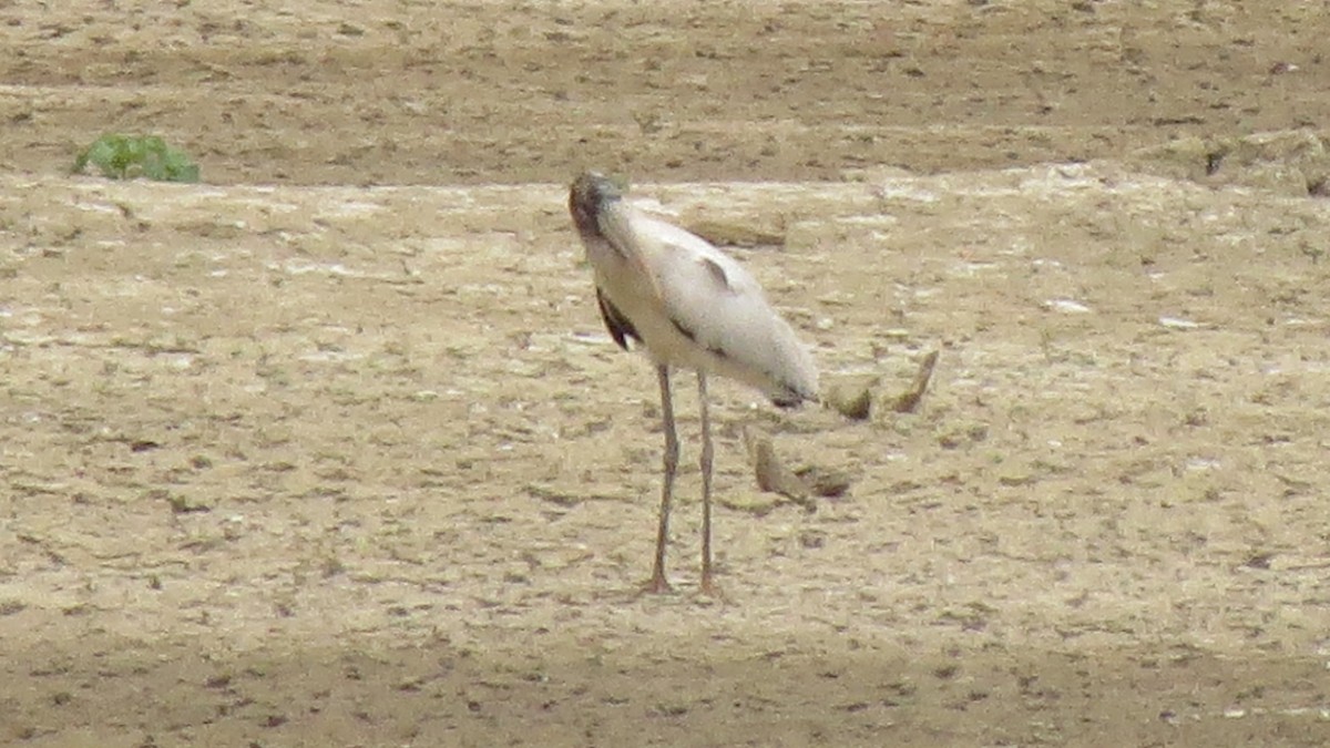 Wood Stork - ML619789045