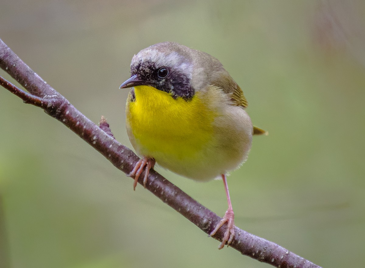 Common Yellowthroat - ML619789065