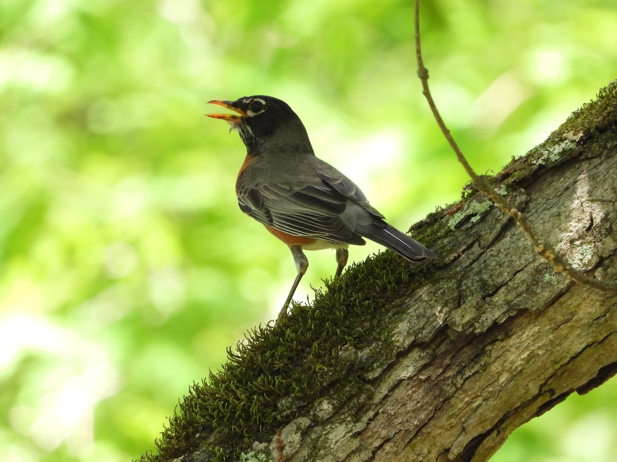 American Robin - ML619789074